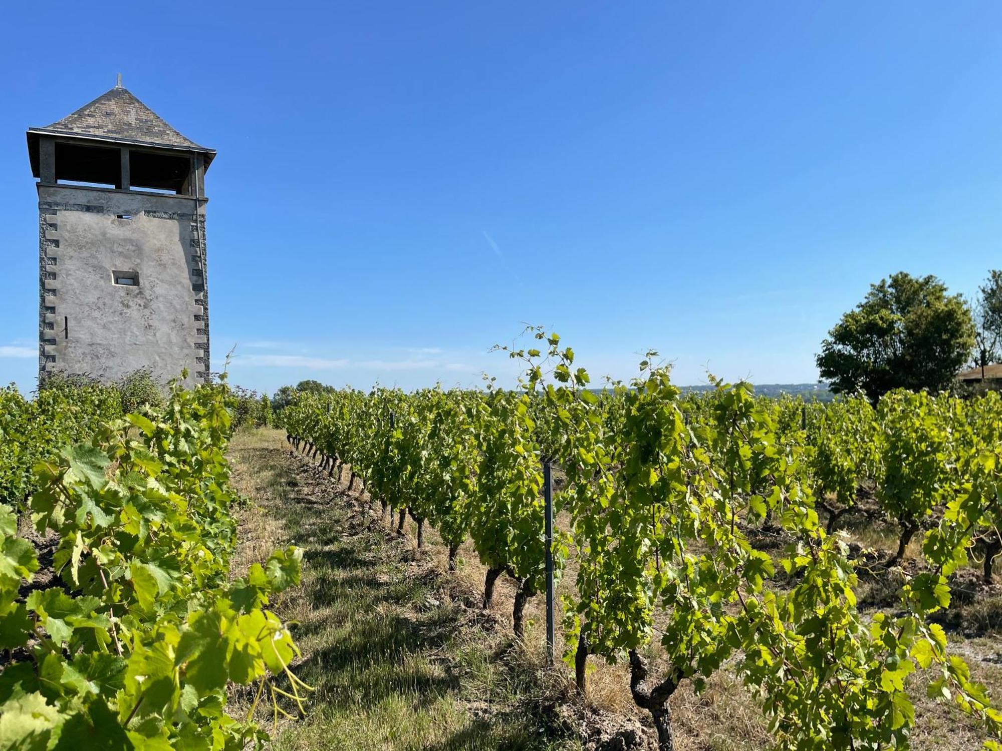Maison Des Coteaux Blancs Chaudefonds-sur-Layon Dış mekan fotoğraf